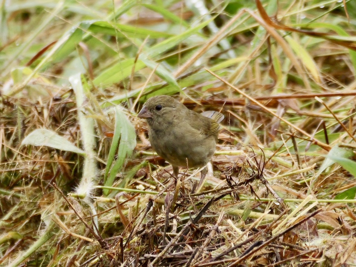 Black-faced Grassquit - ML626915613