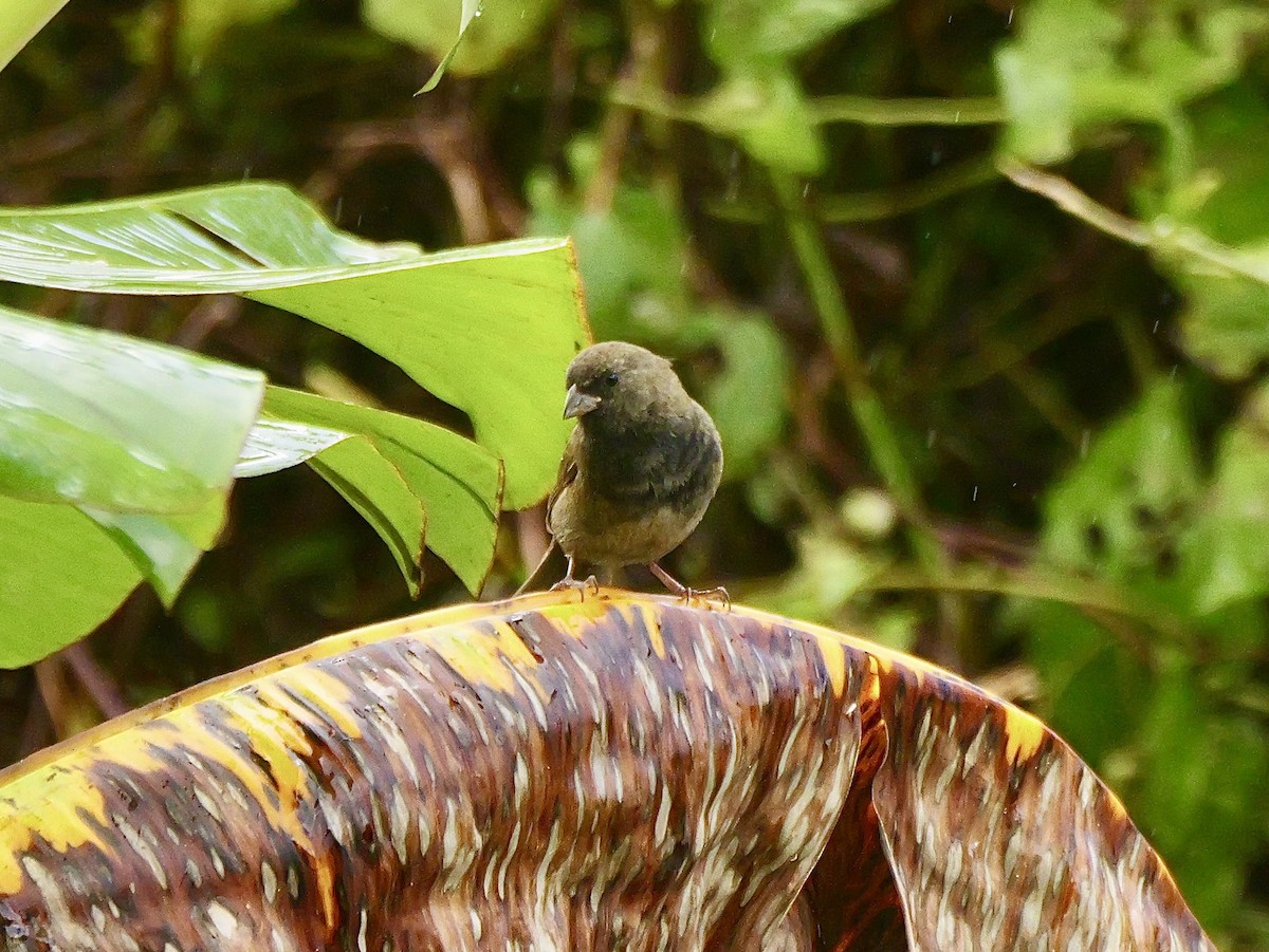 Black-faced Grassquit - ML626915614