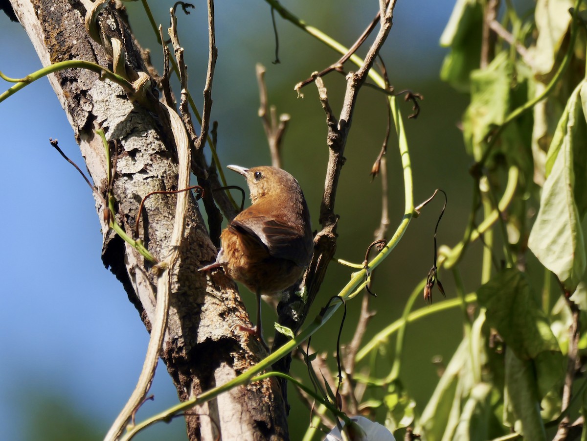 Kalinago Wren - ML626915638