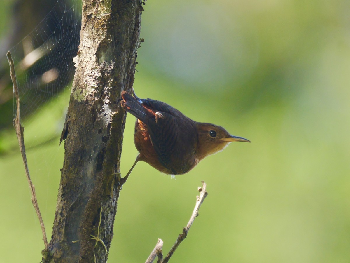 Kalinago Wren - ML626915639