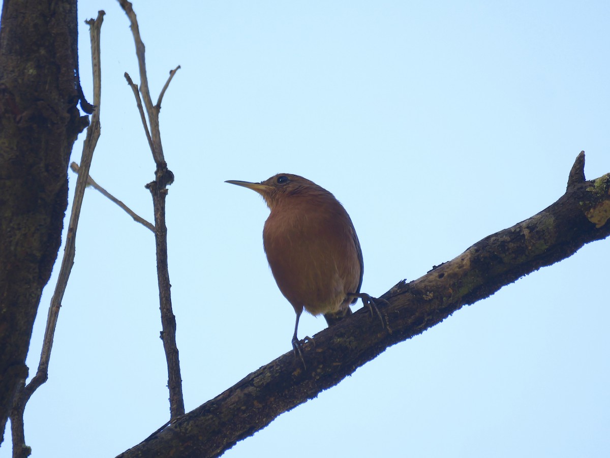 Kalinago Wren - ML626915652