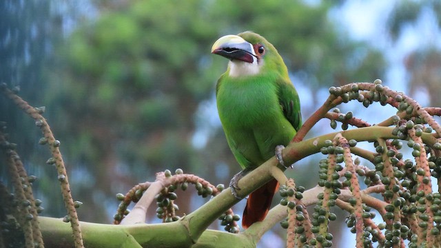 Toucanet à gorge blanche - ML626915709