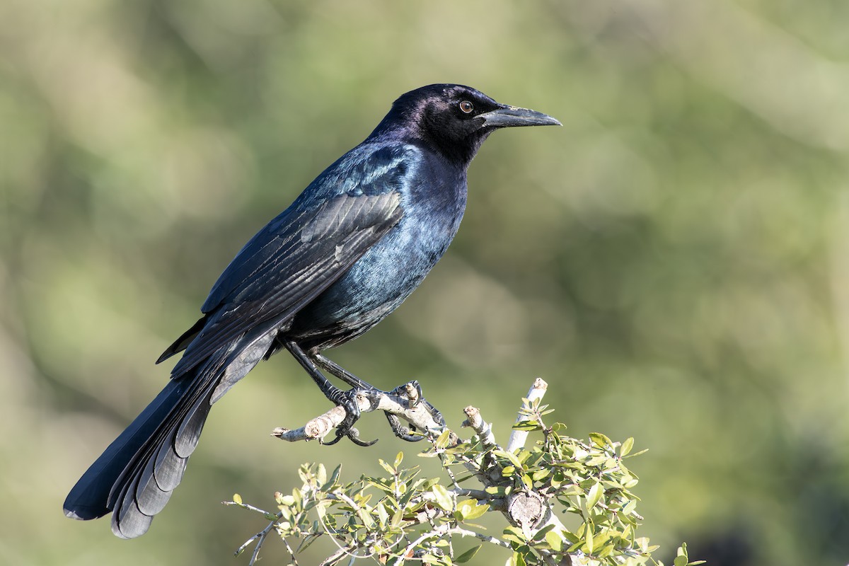 Boat-tailed Grackle - ML626915713