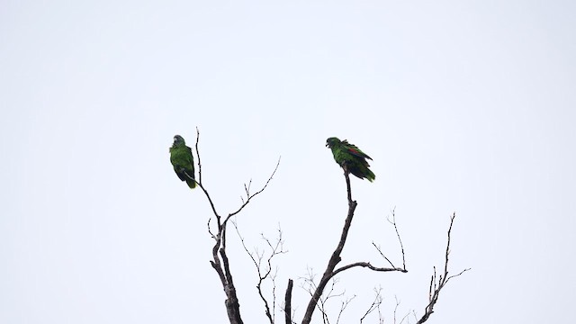 Red-necked Amazon - ML626915740