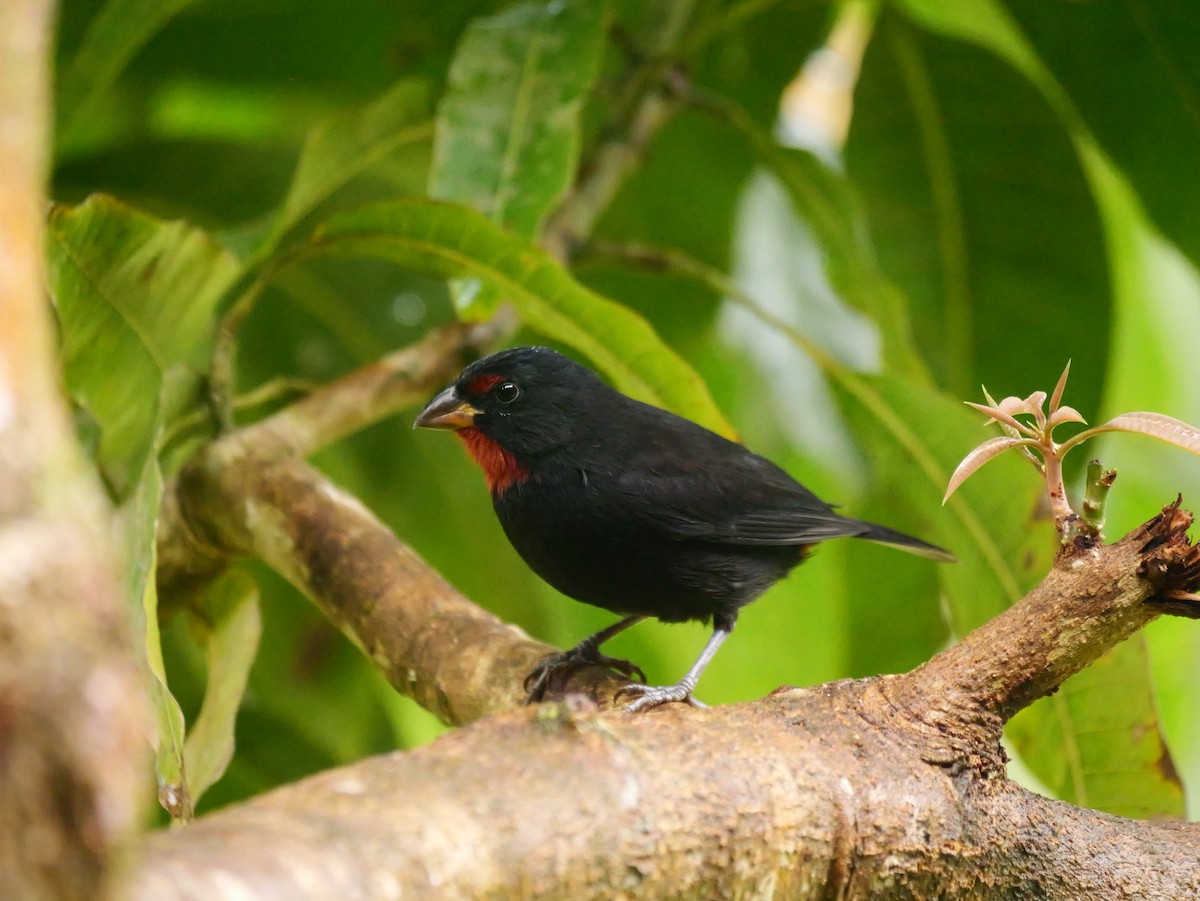 Lesser Antillean Bullfinch - ML626915782