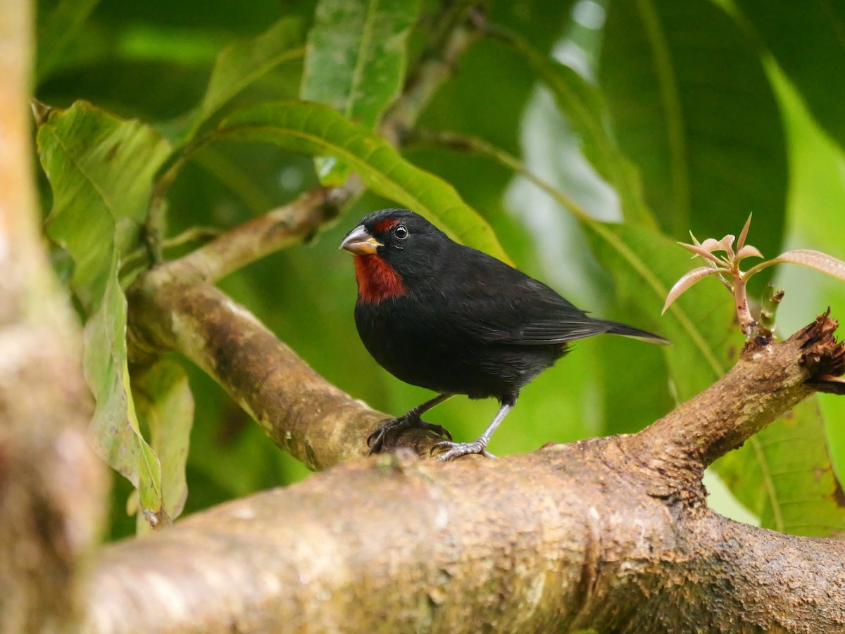 Lesser Antillean Bullfinch - ML626915783