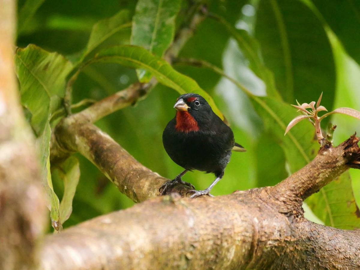 Lesser Antillean Bullfinch - ML626915784