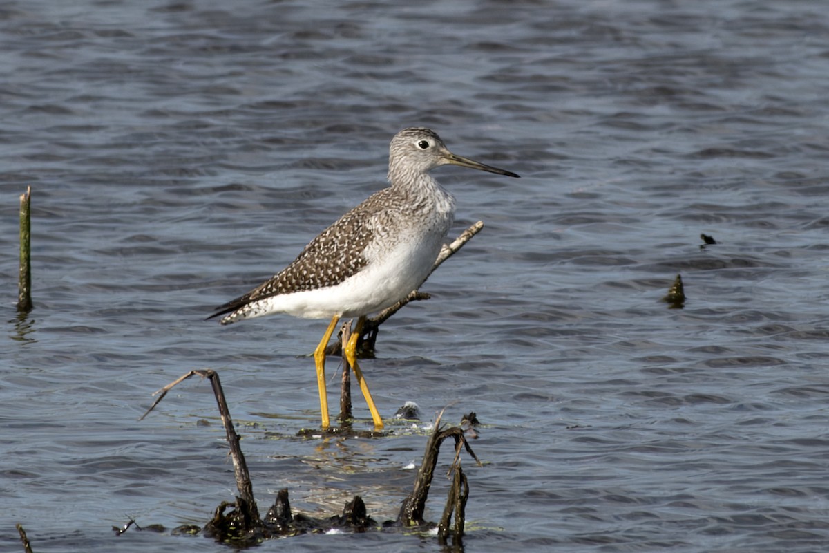 Greater Yellowlegs - ML626915796