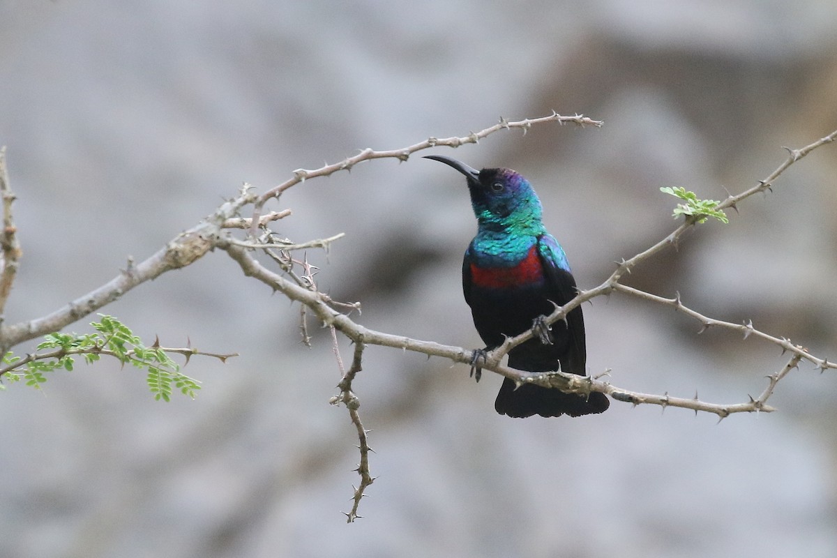 Arabian Sunbird - ML626915797