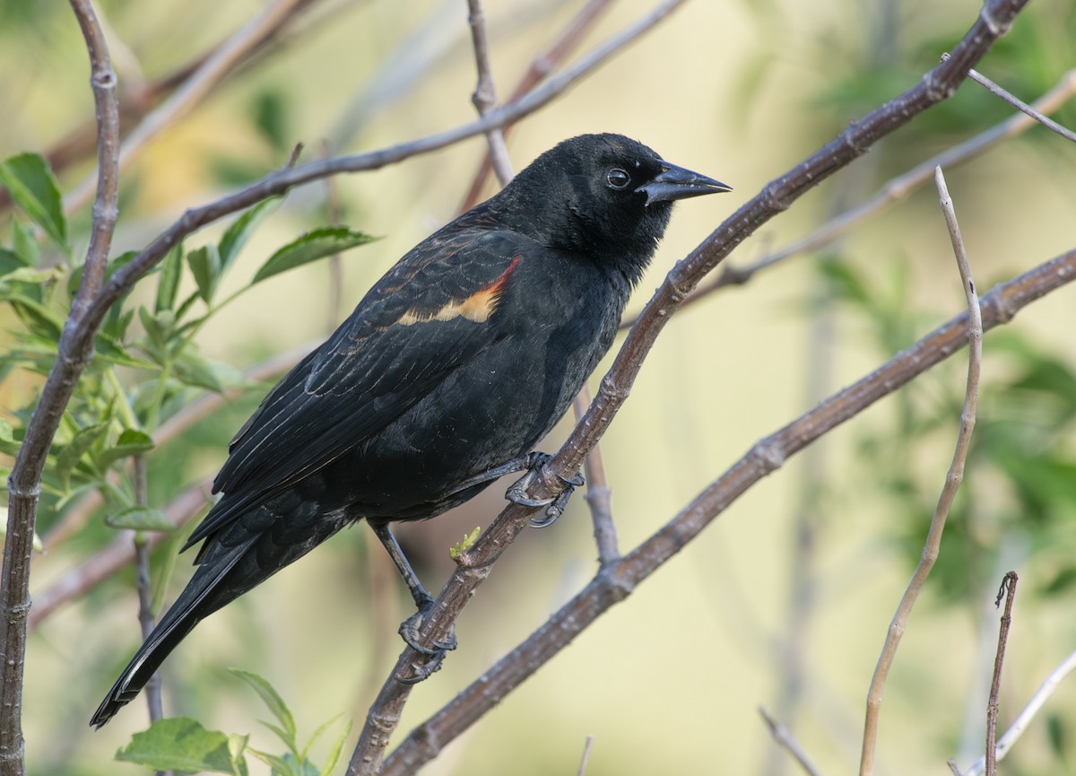 Red-winged Blackbird - ML626915856