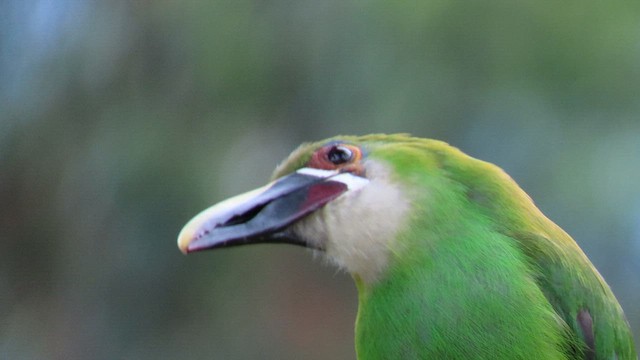 Toucanet à gorge blanche - ML626915905