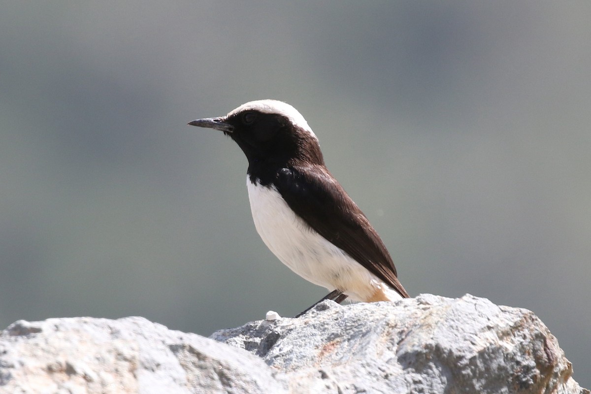 Arabian Wheatear - ML626916243