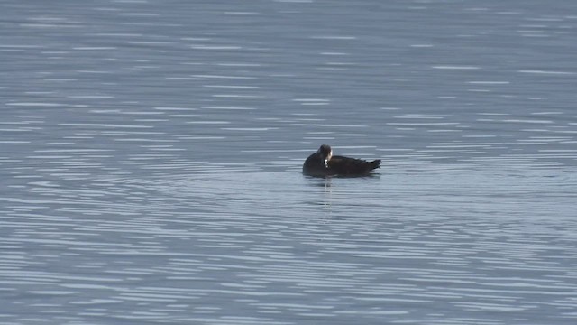 Surf Scoter - ML626916630