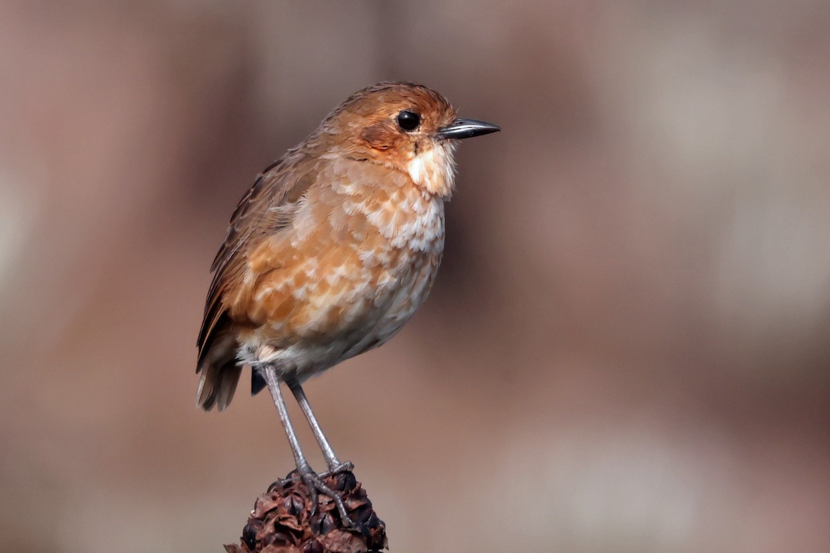 Boyaca Antpitta - ML626916726