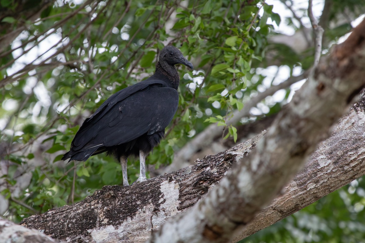 Black Vulture - ML626916810