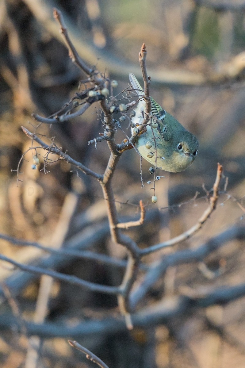 Ruby-crowned Kinglet - ML626916864