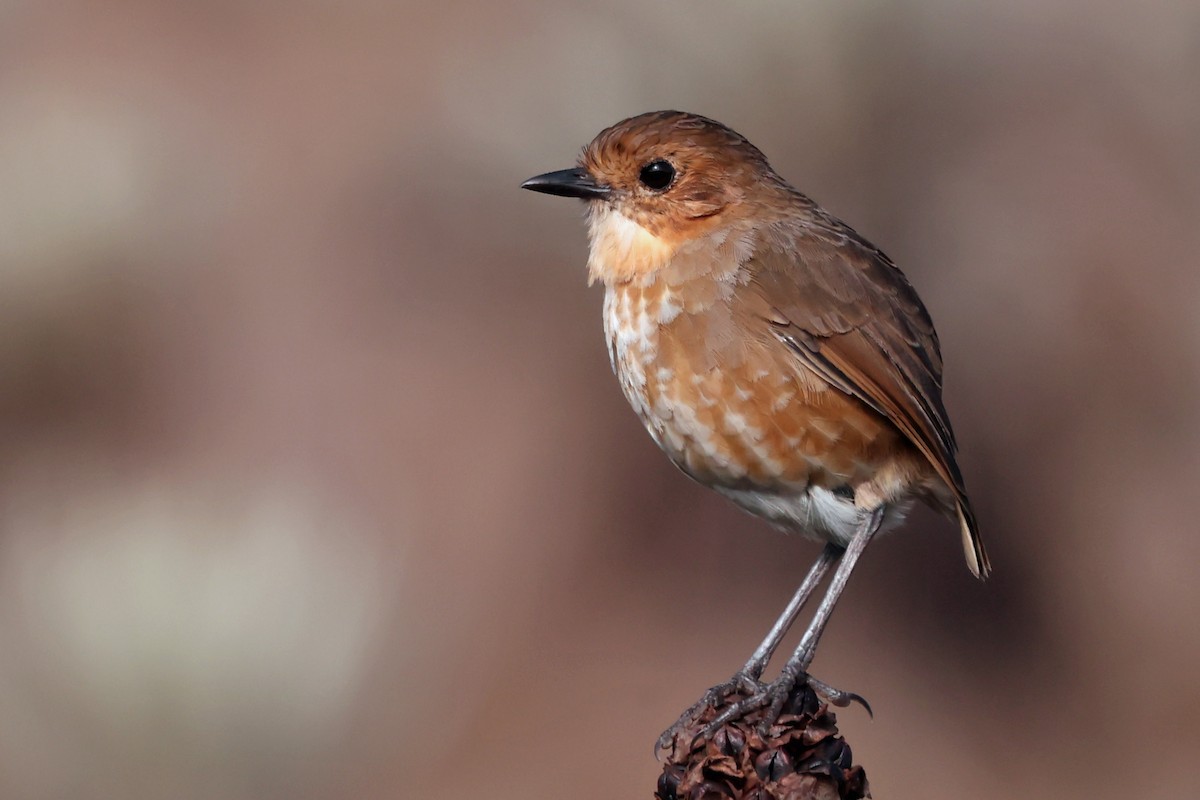 Boyaca Antpitta - ML626917010