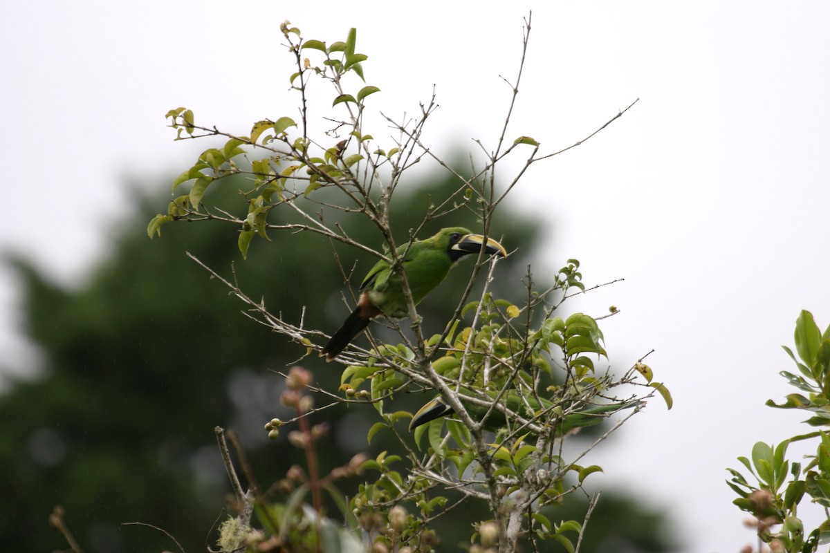 Southern Emerald-Toucanet (Black-throated) - ML626917032