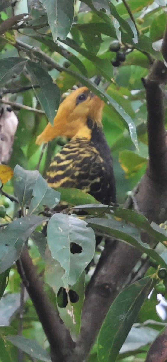 Ochre-backed/Blond-crested Woodpecker - ML626917280