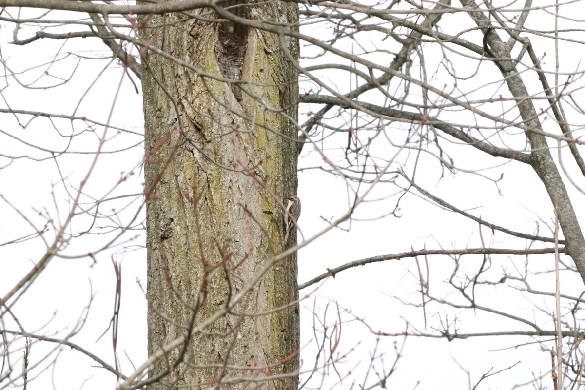 Brown Creeper - ML626917386