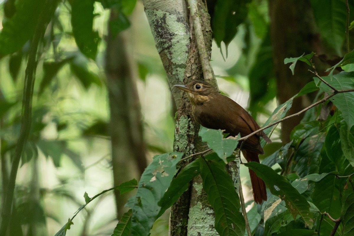 Ochre-throated Foliage-gleaner - ML626917417