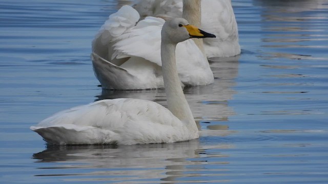 Whooper Swan - ML626917449