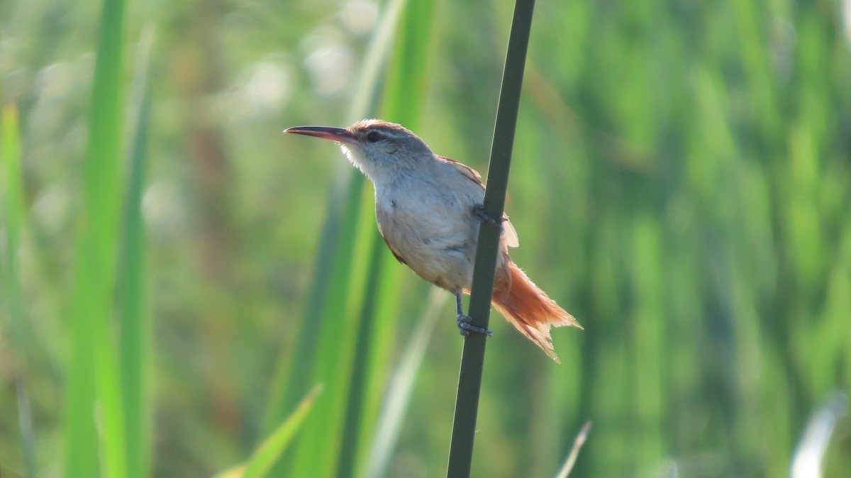 Straight-billed Reedhaunter - ML626917511