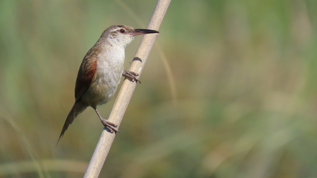 Straight-billed Reedhaunter - ML626917512