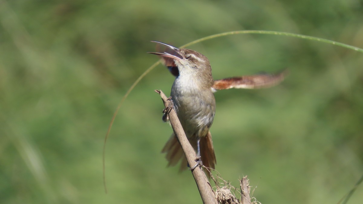 Straight-billed Reedhaunter - ML626917513