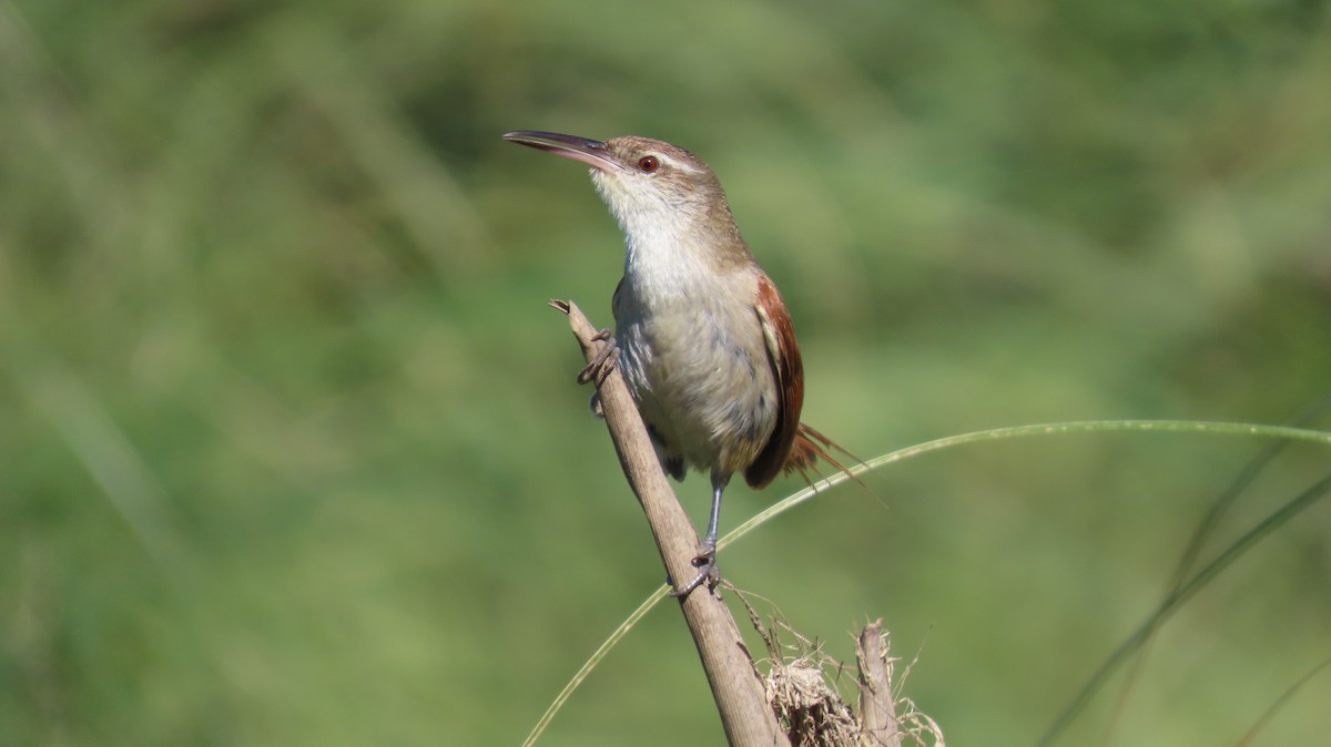 Straight-billed Reedhaunter - ML626917514