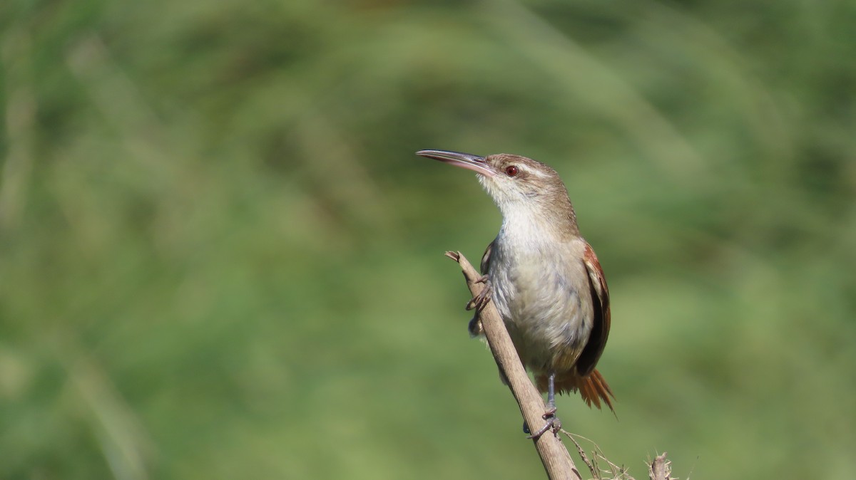 Straight-billed Reedhaunter - ML626917515