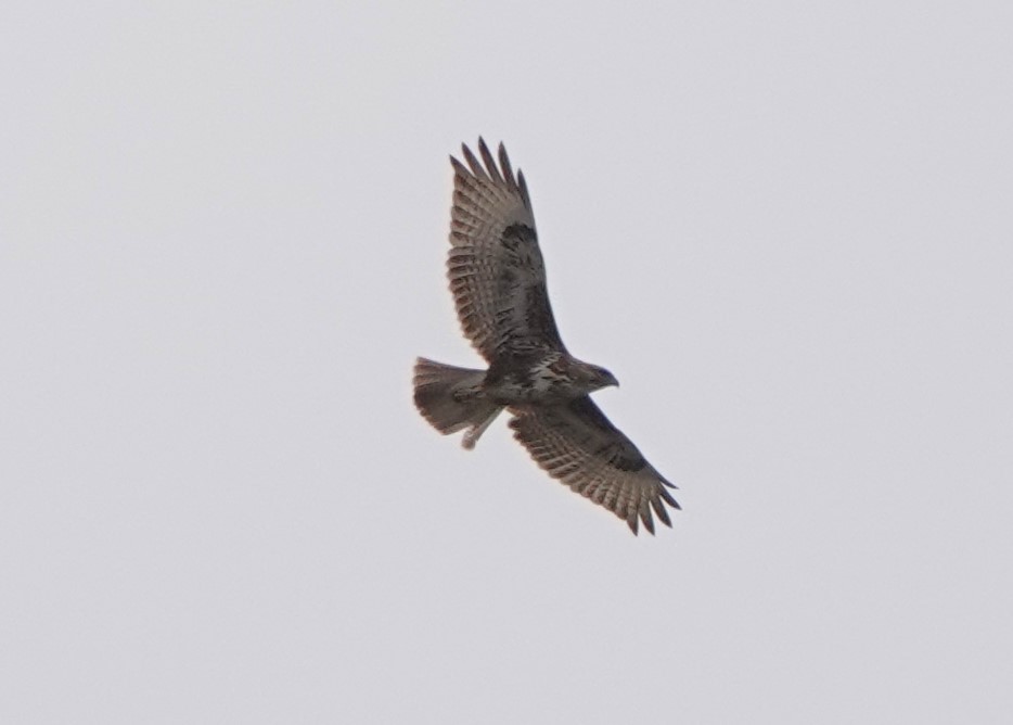 Buse variable (insularum) - ML626917666