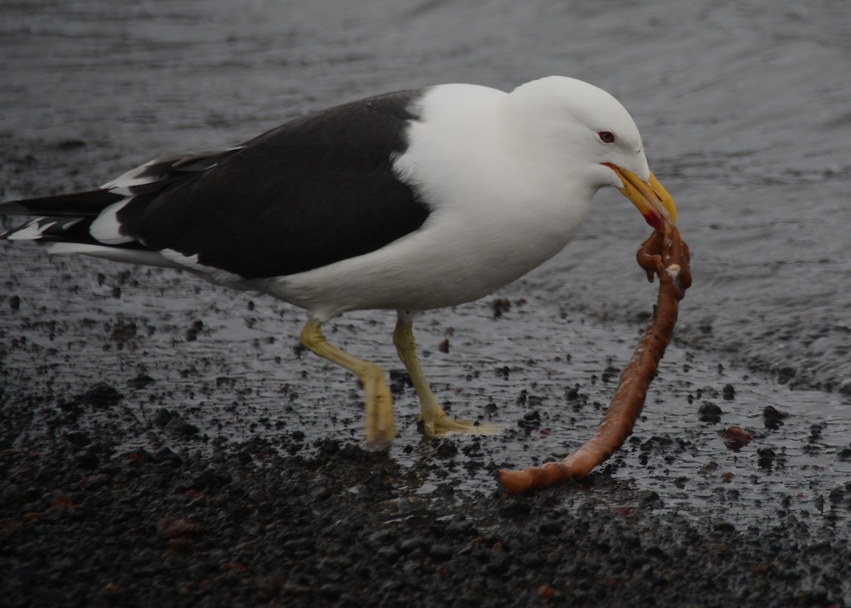 Gaviota Cocinera - ML626917703