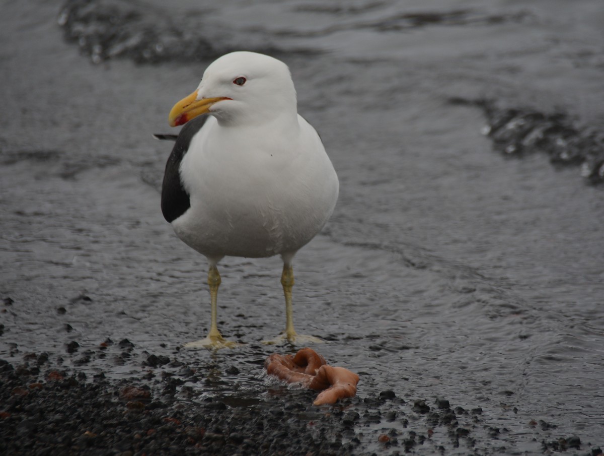 Gaviota Cocinera - ML626917704