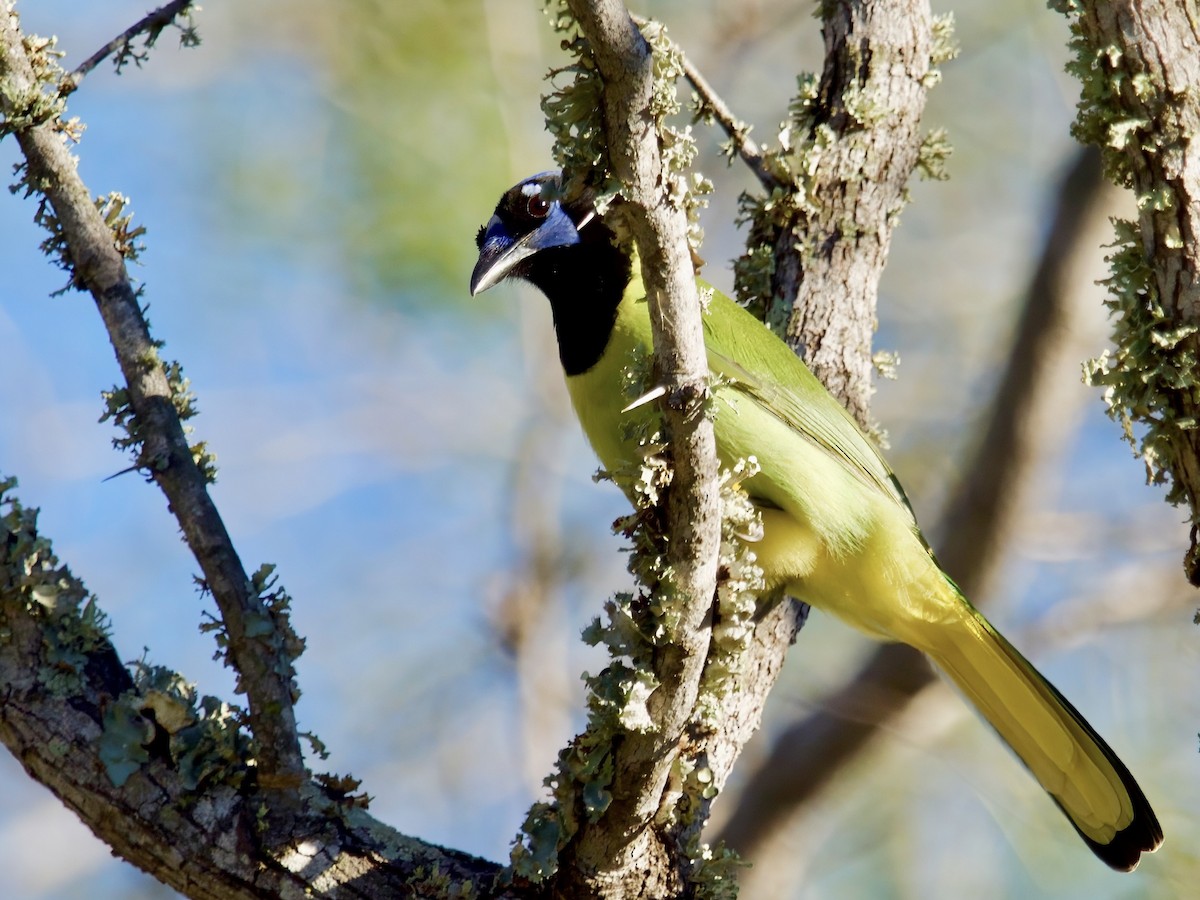 Green Jay - ML626917921