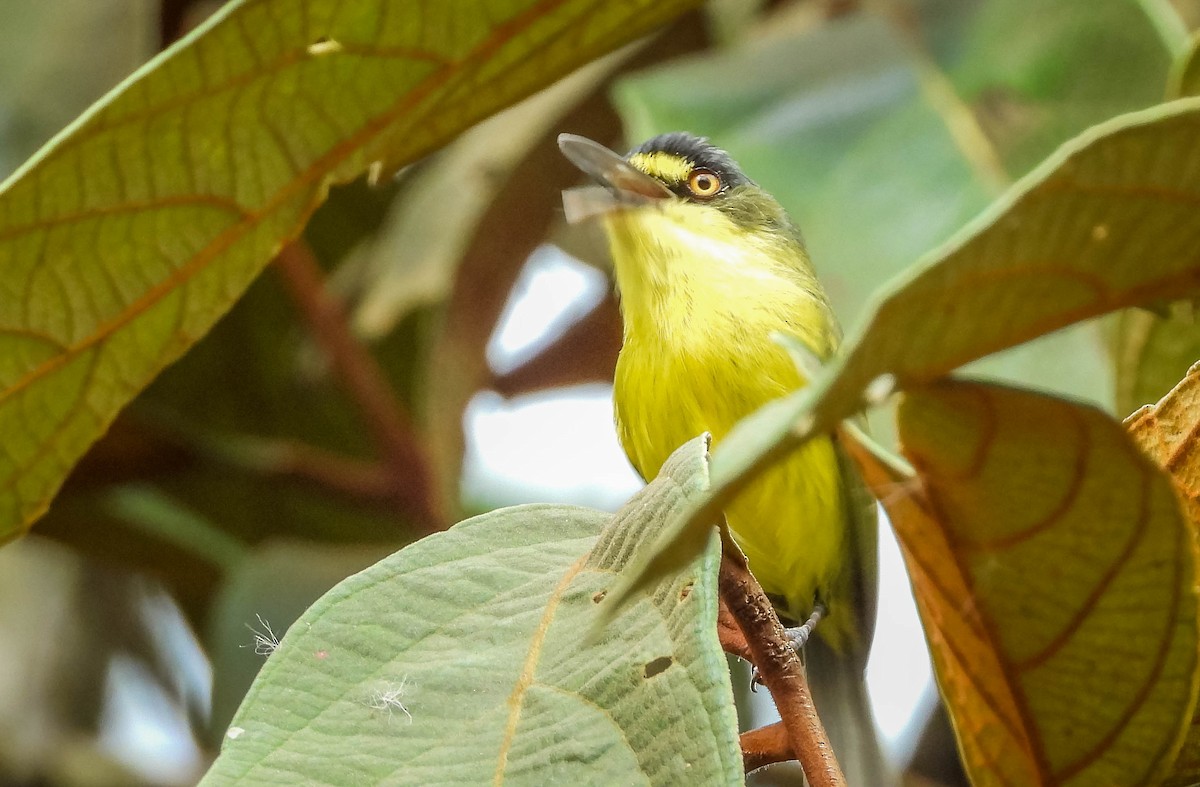 Gray-headed Tody-Flycatcher - ML626917929