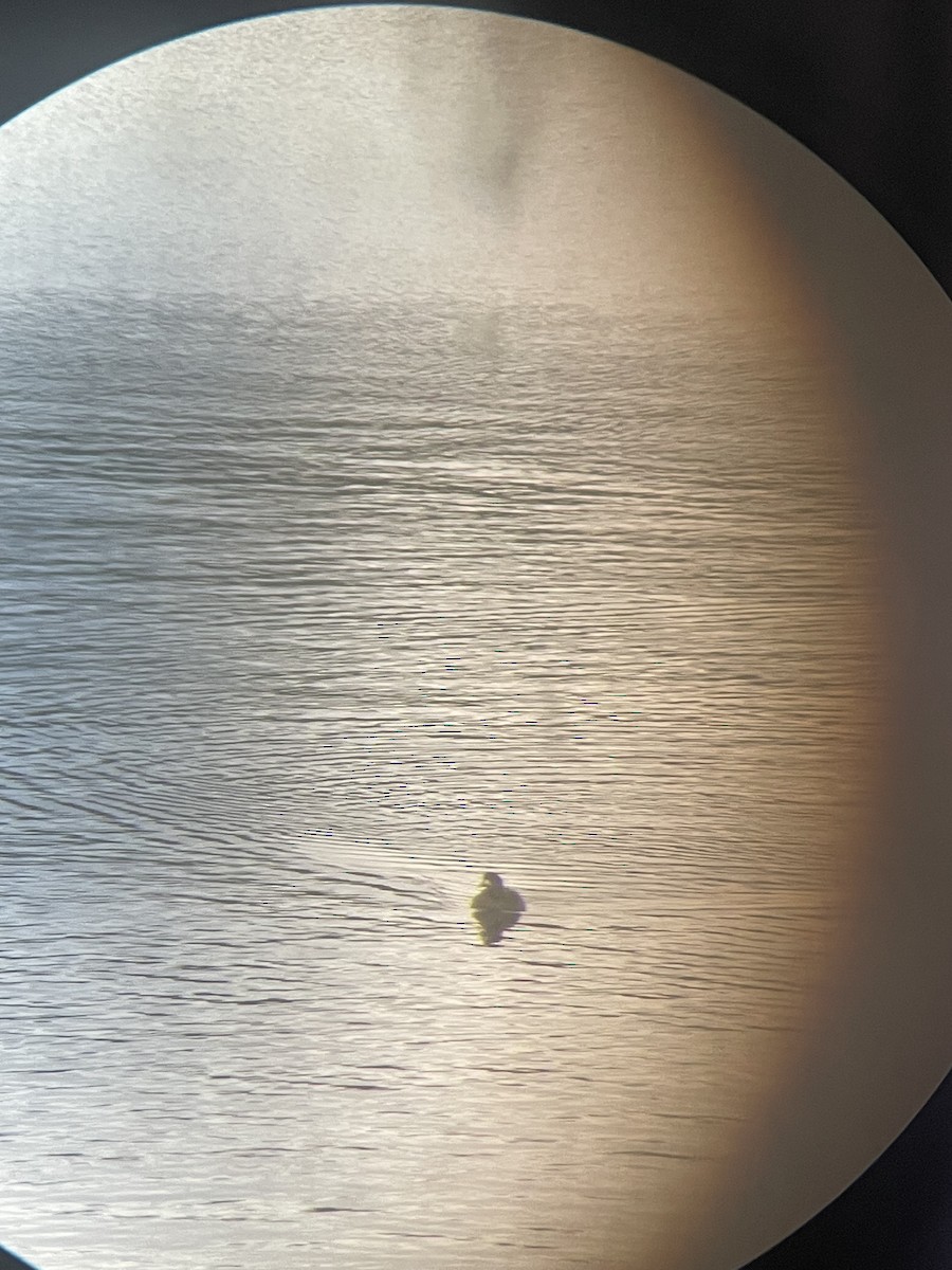 White-winged Scoter - ML626917931