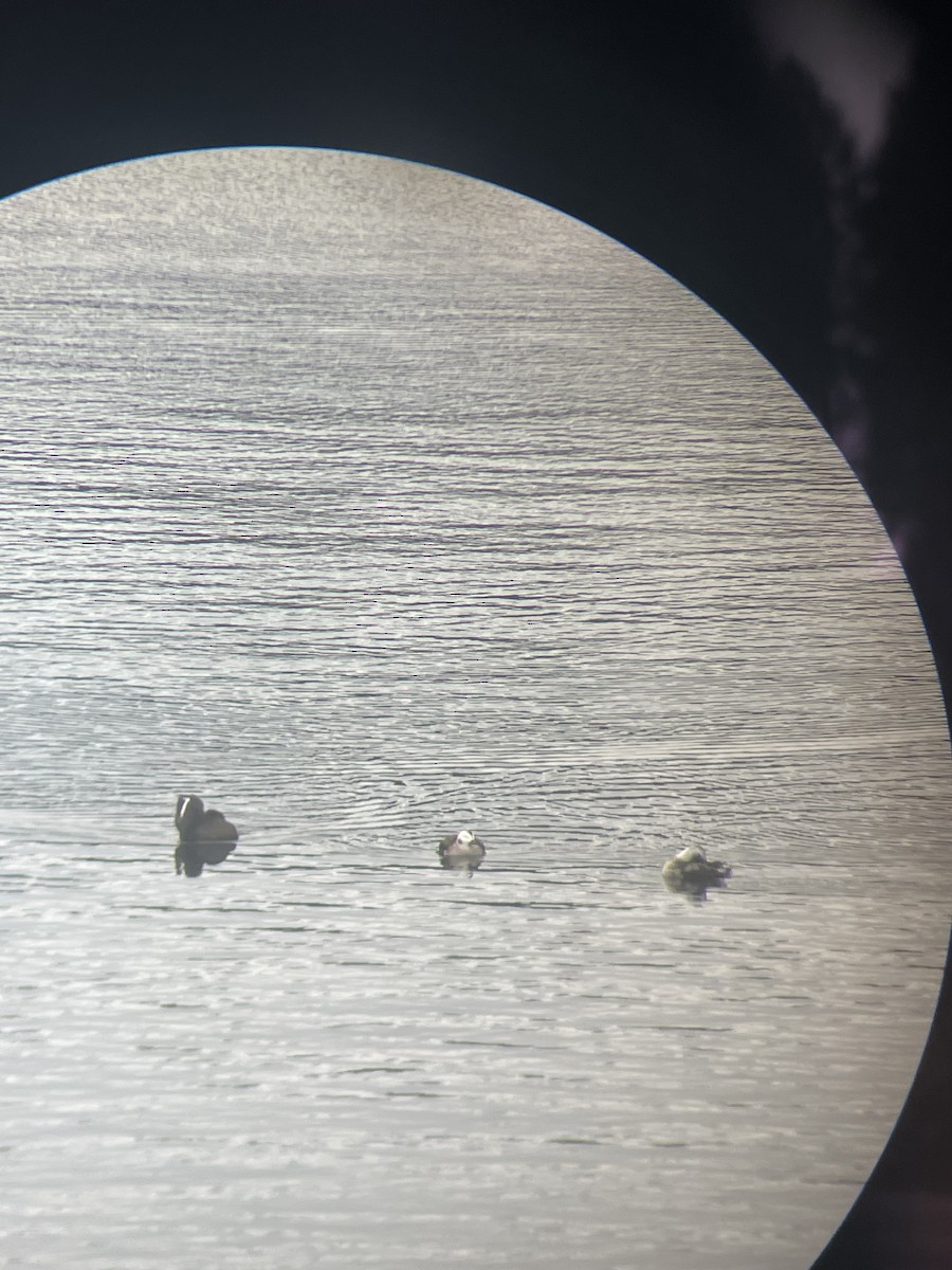 White-winged Scoter - ML626917932