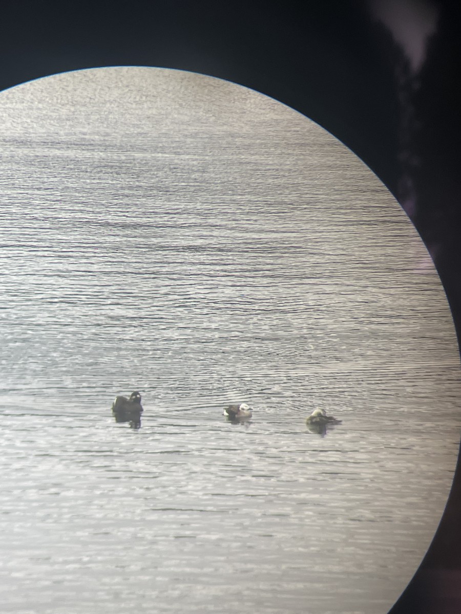 White-winged Scoter - ML626917933
