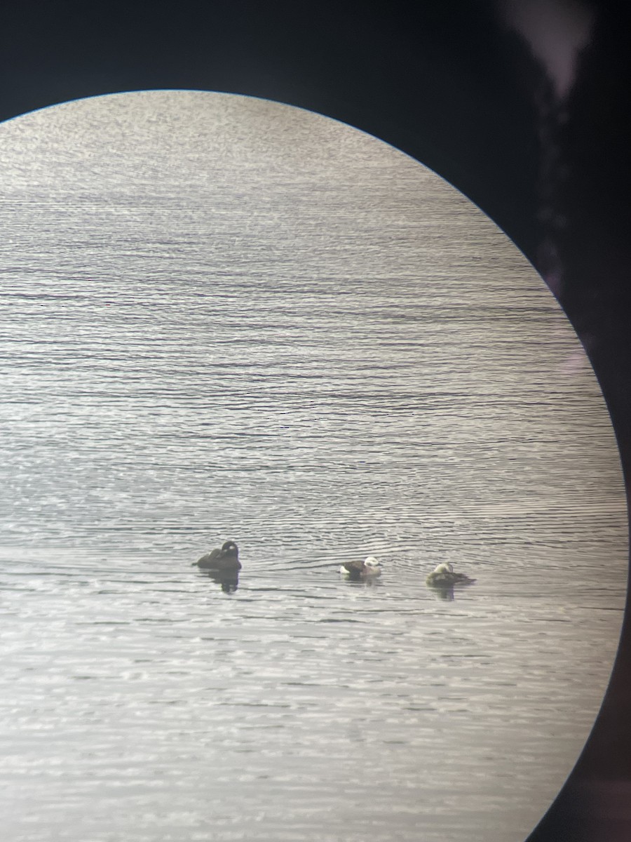 White-winged Scoter - ML626917934