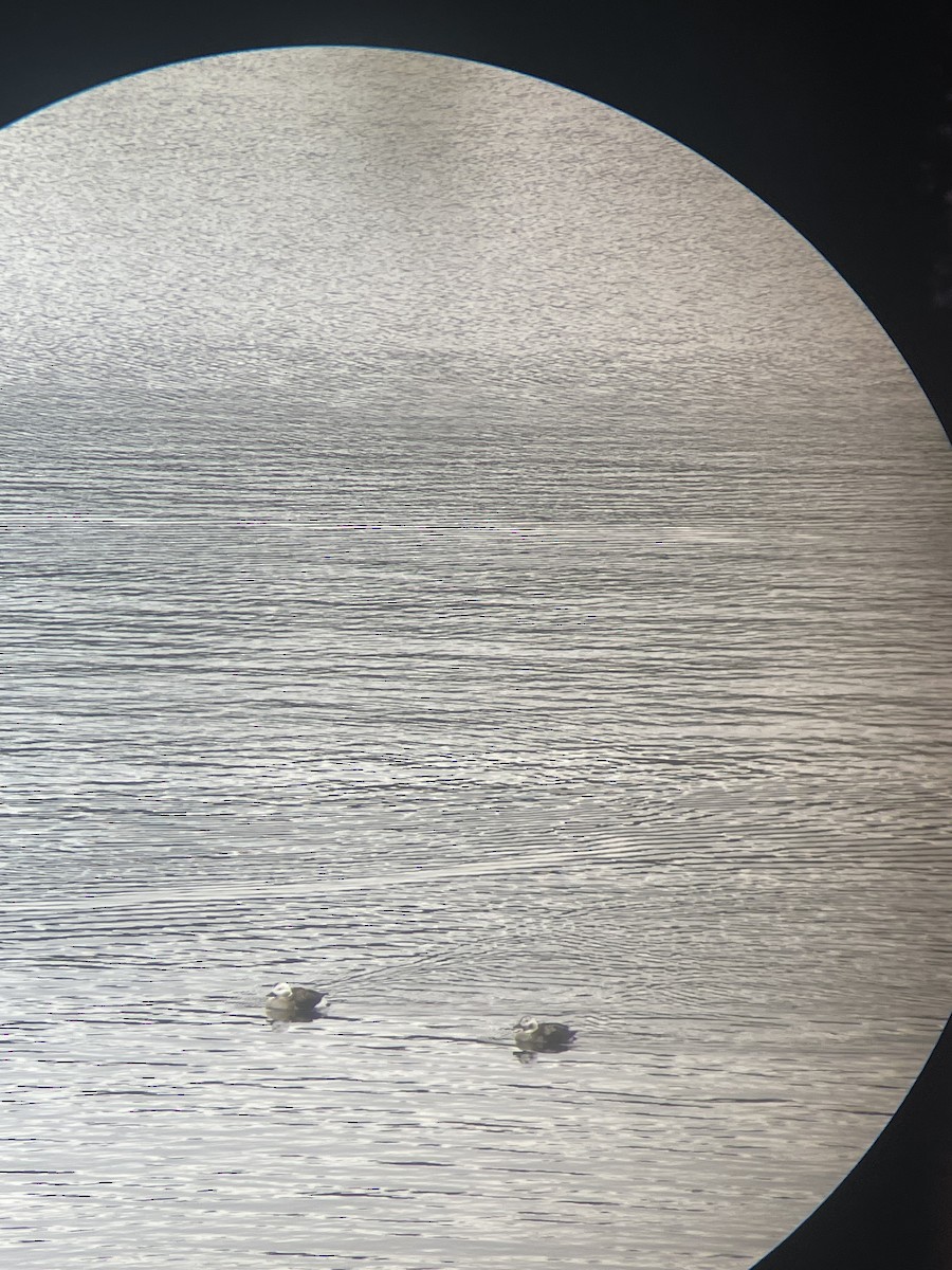 Long-tailed Duck - ML626917939