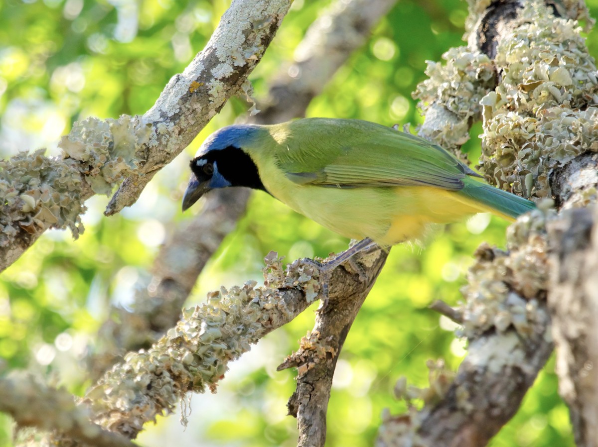 Green Jay - ML626918078