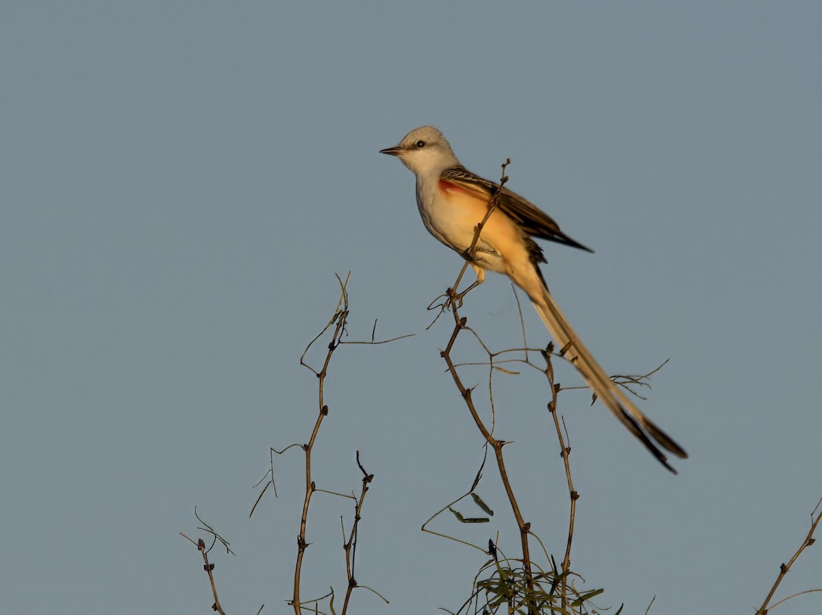 Scissor-tailed Flycatcher - ML626918332