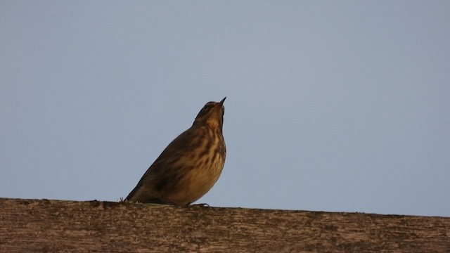 Rock Pipit - ML626918571