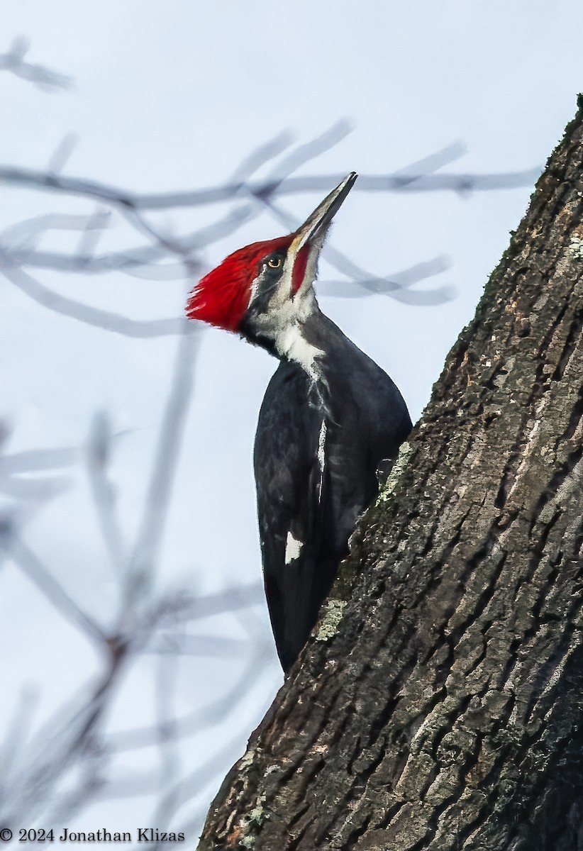 Pileated Woodpecker - ML626918604