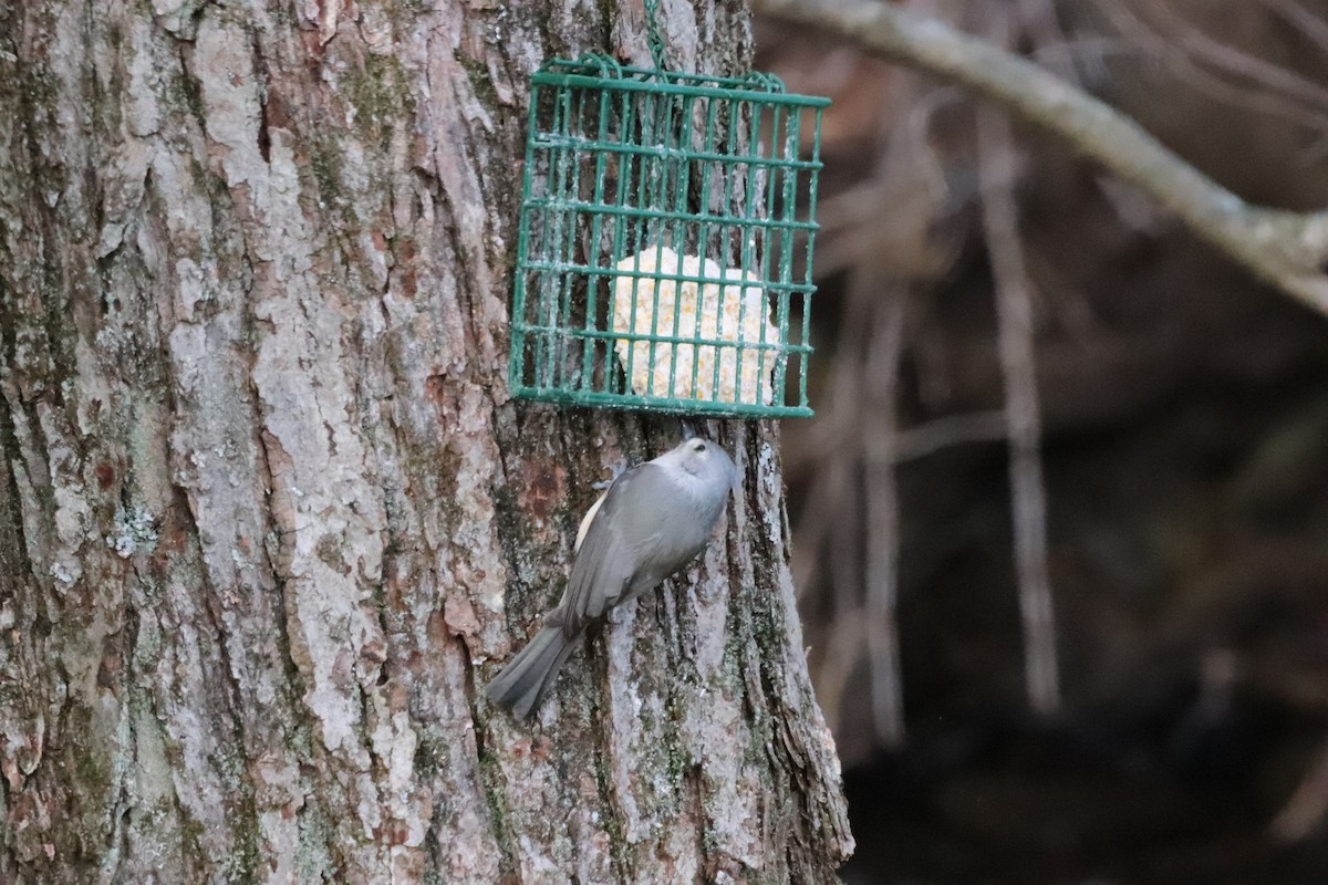 Tufted Titmouse - ML626918637