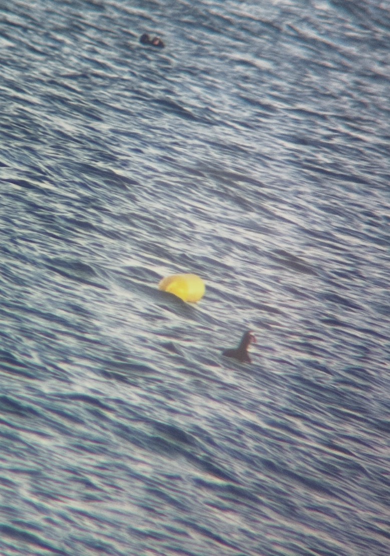 Surf Scoter - ML626918645