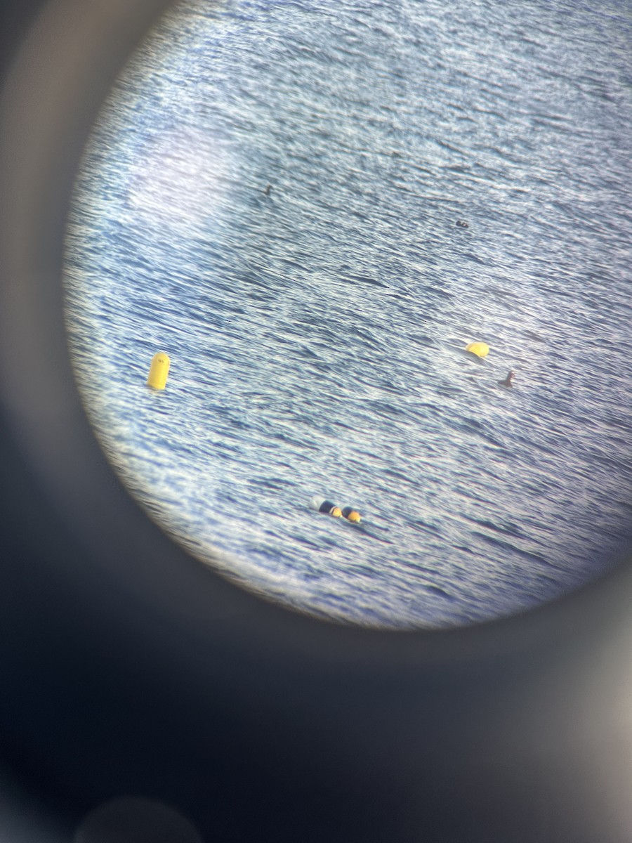 Surf Scoter - ML626918646