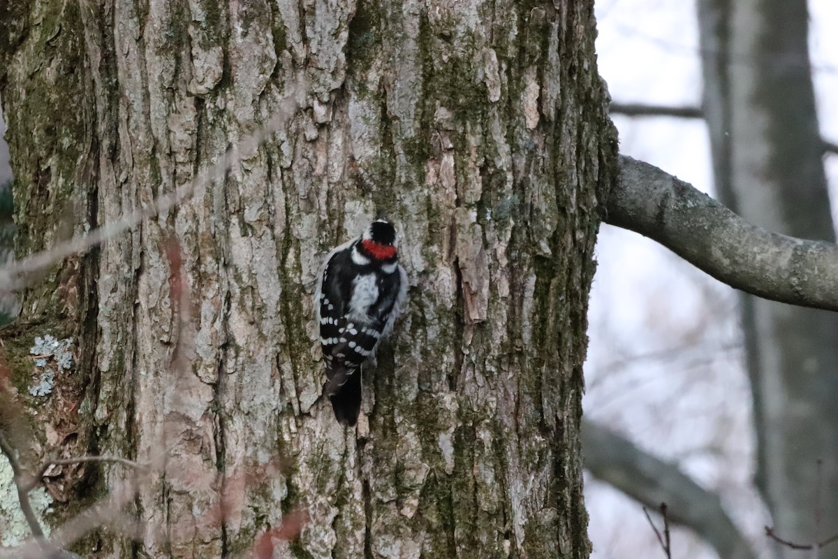 Downy Woodpecker - ML626918665