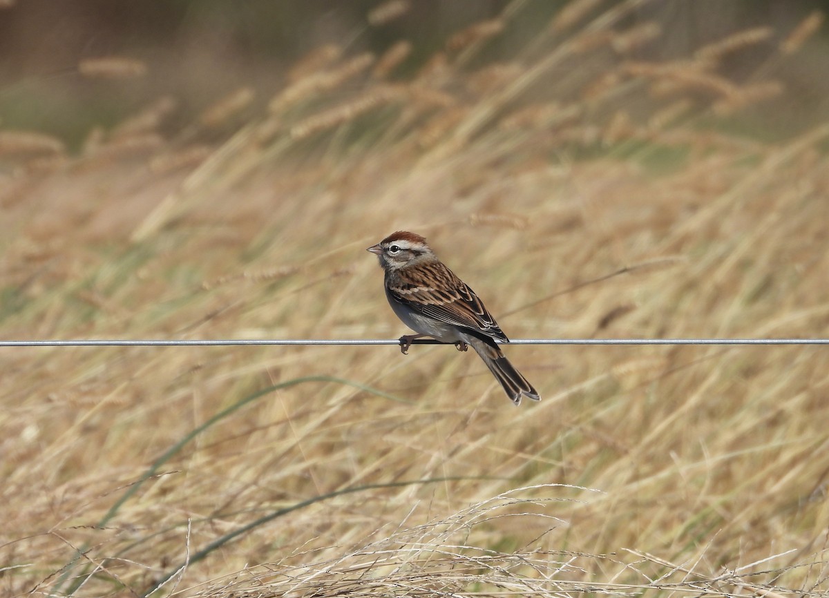 Chipping Sparrow - ML626918667